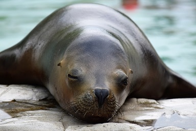 A sea lion resting on the edge of a pool